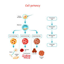 <p>cells that generate one cells type of an organism </p>