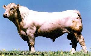 <p><span>Originated in Charolais, France; known for heavy muscling and popular in crossbreeding programs.</span></p>