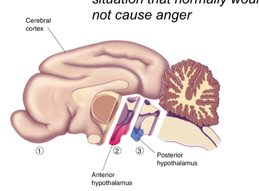 <p>Removal of the cerebral hemispheres but not the hypothalamus</p>