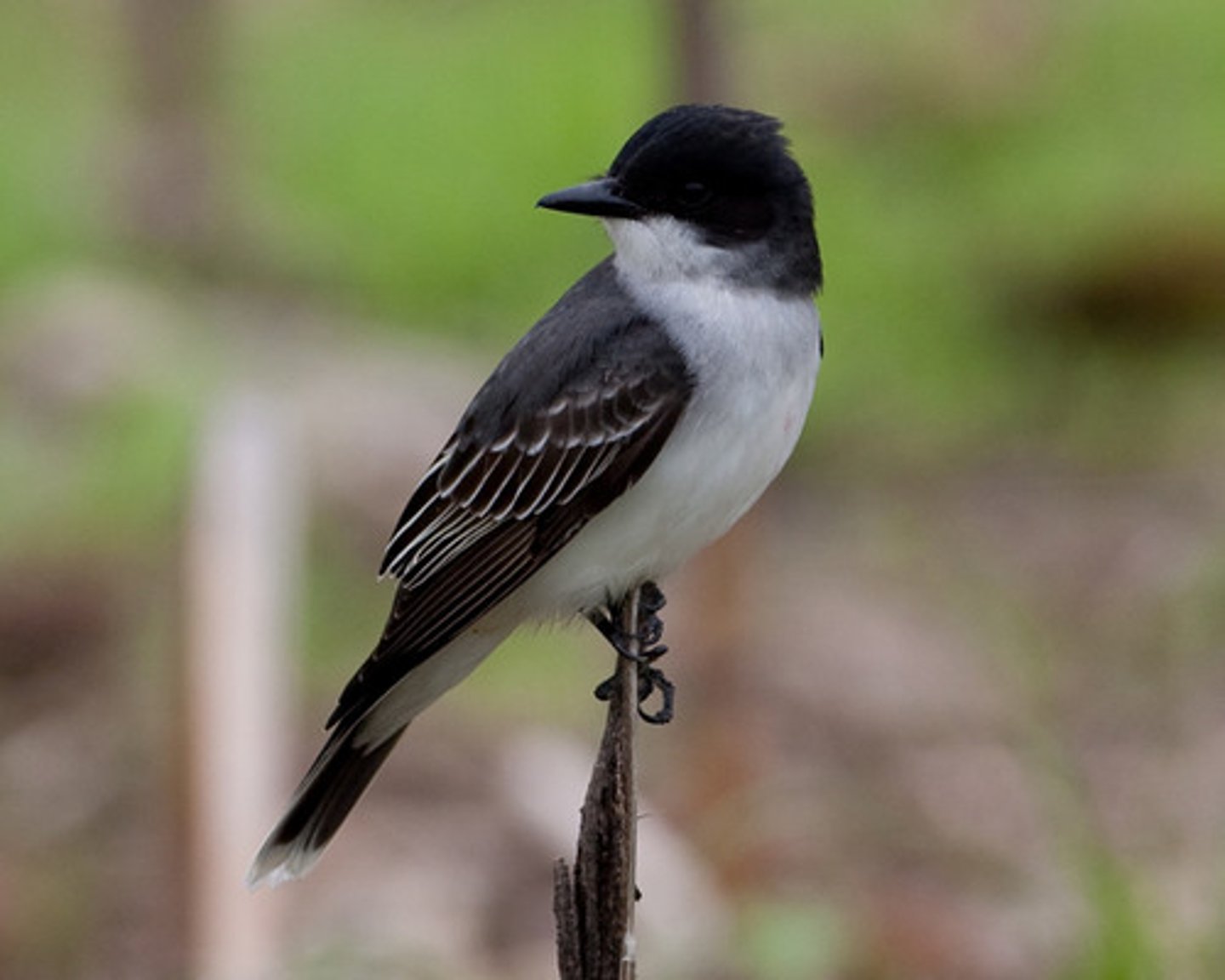 <p>Passeriformes</p><p>Tyrannidae</p>