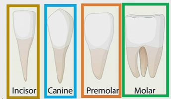 <p>blade shaped located in the front of the tooth, used for clipping or cutting</p><p>1 root</p>
