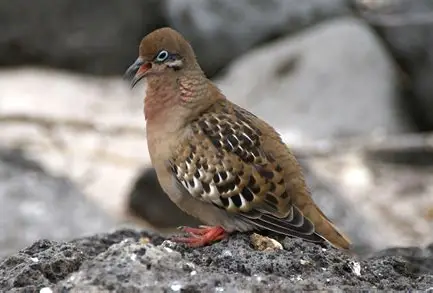 <p>Galapagos Dove</p><ul><li><p>endemic species </p></li><li><p>found in drier zones on most of main islands, though seen in highlands at times </p></li><li><p>very tame as well</p></li><li><p>individuals on Darwin and Wolf are larger, and considered a separate subspecies </p></li><li><p>feed primarily on seeds from Opuntia and their flowers, as well as insects </p></li><li><p>nest under rocks, usually lay two eggs </p></li></ul><p></p>
