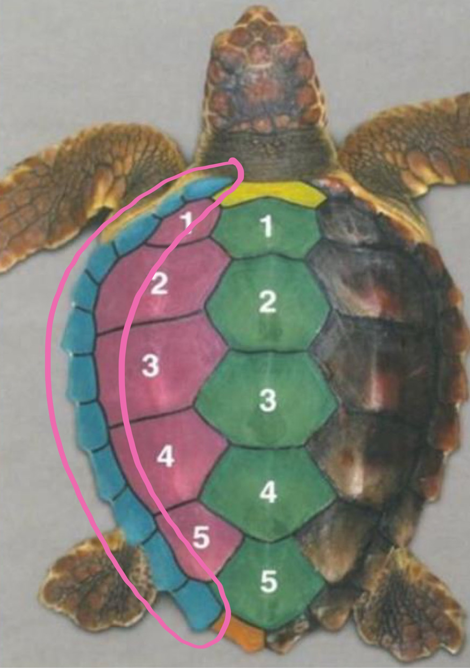 <p>Label the figure</p>