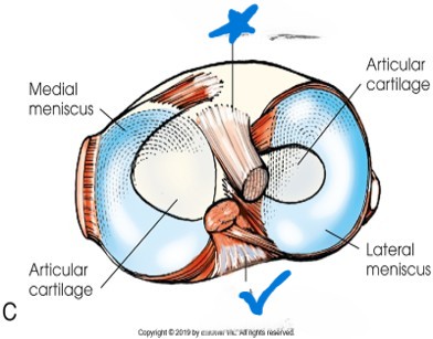 <p>what is labeled as the check mark?</p>