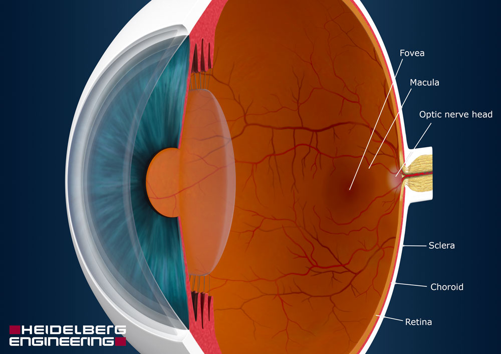 <p>A narrow space located behind the iris and in front of the lens and its supporting structures</p>