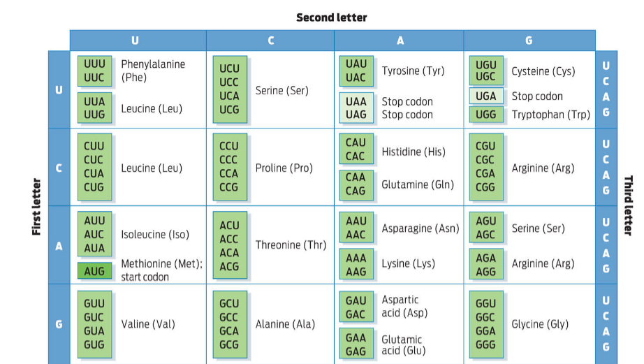<p>For each gene below, use the codon table to determine the amino acid chain that will be produced by transcription and translation</p><p>DNA sense strand <strong>ATG GTT ATT GAG ACT TTG CAG CGA CGT AGA TAC AAT TGA</strong></p><p>DNA anti-sense strand <strong>TAC CAA TAA CTC TGA AAC GTC GCT GCA TCT ATG TTA ACT</strong></p>