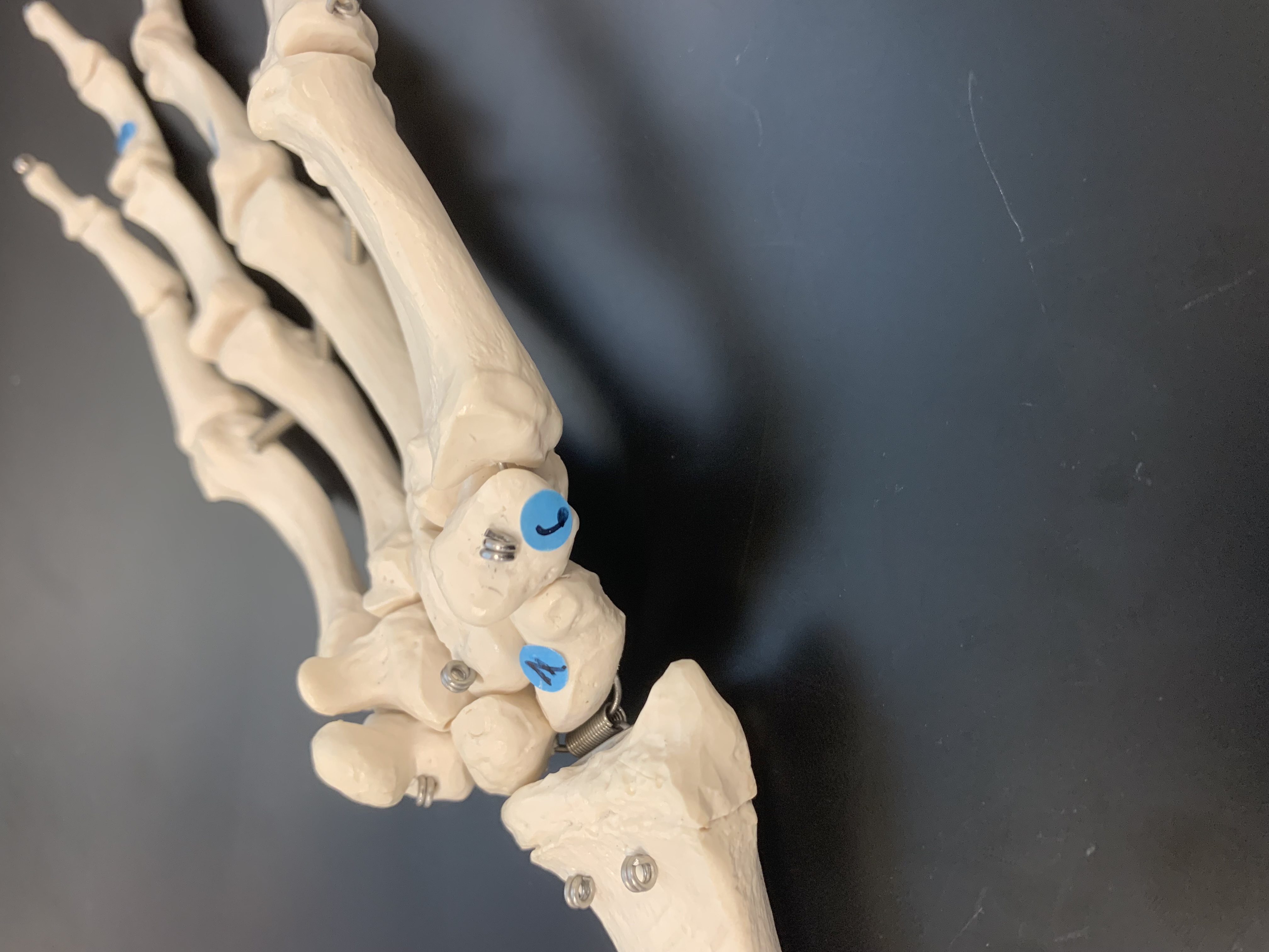 <p>What structure is marked #7?</p>