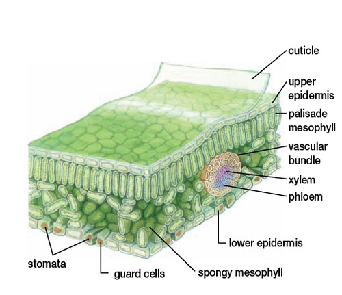<ol><li><p><strong>Cuticle</strong>:</p><ul><li><p>waxy, waterproof cover that protects the leaves &amp; stems from desiccationwaterproof</p></li><li><p><mark data-color="#cfa4a4" style="background-color: #cfa4a4; color: inherit">Prevents</mark> intake of CO<sub>2</sub> needed for the synthesis of carbohydrates throughout photosynthesis</p><ul><li><p>Needs stomata to allow CO<sub>2</sub> access</p></li></ul></li></ul></li><li><p><strong>Stomata</strong></p><ul><li><p>pore found on the epidermis (skin) of plants</p></li><li><p><strong>Function</strong></p><ol><li><p>Regulate the traffic of gasses</p><ol><li><p><strong>CO<sub>2</sub></strong> &amp; water access (photosynthesis)</p></li><li><p>Dispose waste productions (oxygen)</p></li></ol></li><li><p>Control dehydration</p></li></ol></li></ul></li></ol><p></p>