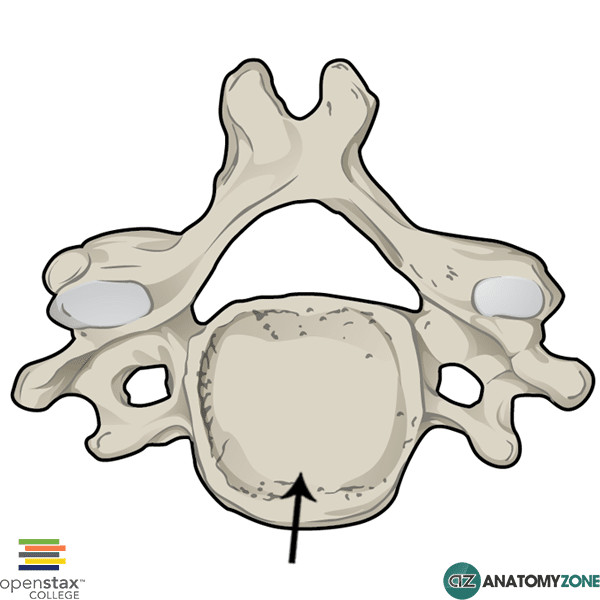 <p>Vertebra Location:</p>
