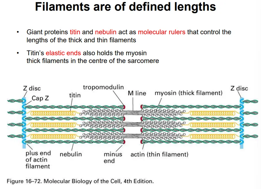 <ul><li><p>in animal skeletal muscle tissue, <strong>actin and myosin filaments </strong>(myofibrils) form contractile arrays in multinucleated <strong>syncitial </strong>cells (myoblasts fused together)</p></li><li><p>muscle myosin proteins <strong>assemble </strong>into bipolar myosin filaments (<strong>thick</strong>), where the <strong>heads project </strong>out along the length in specific radial positions (43 nm repeat)</p></li></ul><p>each repeating unit is a <strong>sarcomere</strong>, which is <strong>striated</strong>:</p><ul><li><p>the <strong>plus </strong>ends of the <strong>actin </strong>filaments (thin) are <strong>anchored </strong>at the <strong>z disc</strong>, and the <strong>minus </strong>end is <strong>capped </strong>by <strong>tropomodulin </strong>(can’t polymerise/depolymerise)- these are all the <strong>same length </strong>due to attachment to a long <strong>nebulin </strong>protein</p></li><li><p><strong>elastic titin </strong>proteins attach to the<strong> z disc </strong>and connect to <strong>myosin </strong>thick filaments to keep them centred along the <strong>m line</strong></p></li></ul><p></p><p>this shortens according to the <strong>sliding filament model</strong></p><ul><li><p>the thick filaments are hexagonally packed very regularly</p></li></ul><p></p>