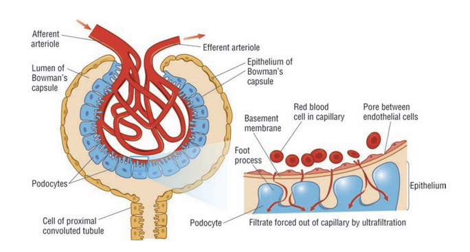 <p>Increases the pressure in the blood capillaries of the glomerulus and pushes fluid out of the capillaries and into the Bowman’s capsule where there is a lower pressure</p>