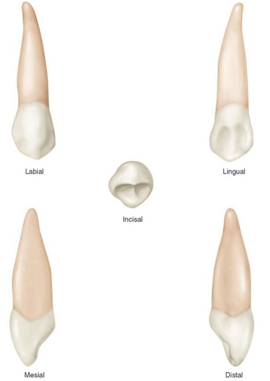 <p>What is this tooth ?</p>
