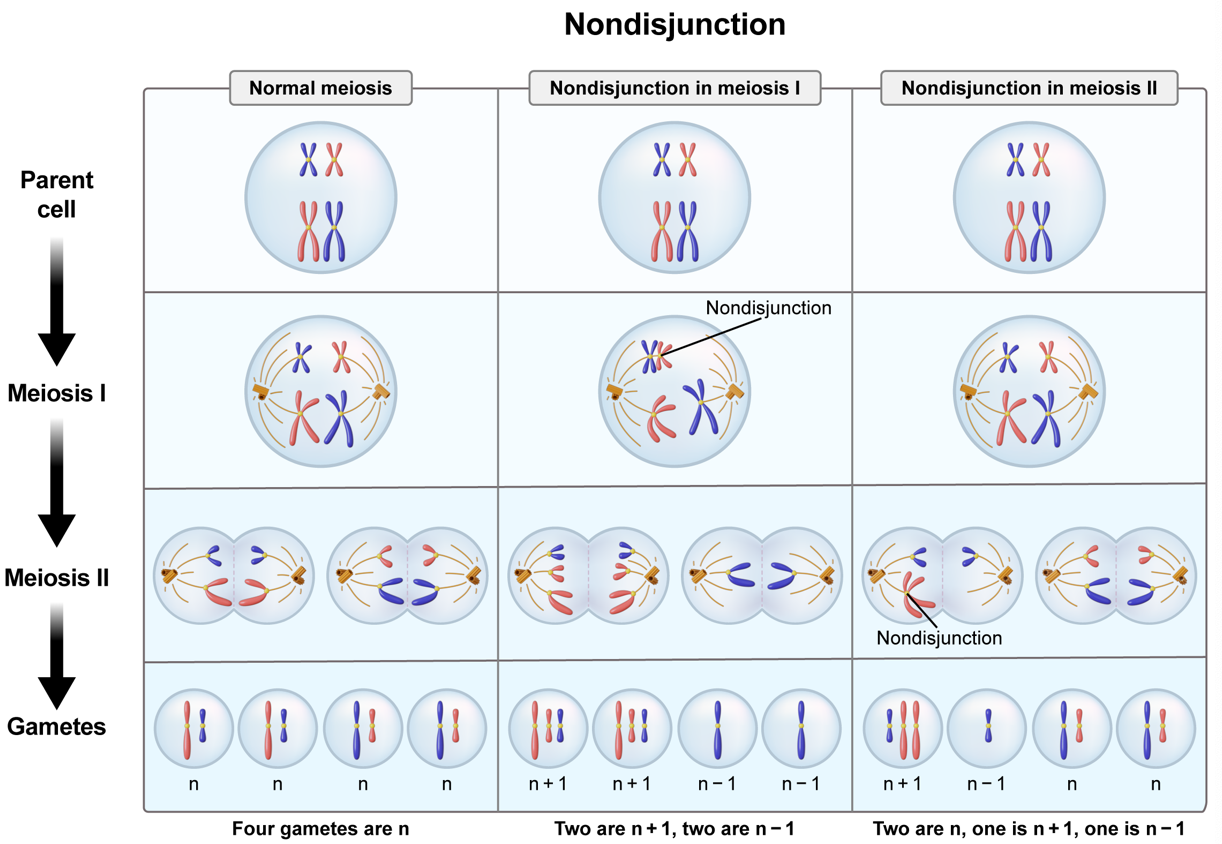 <p><strong>45,47 | 2×(23)±1=45, 47 ; nondisjunction is when chromosomes fail to separate properly during cell division; when nondisjunction occurs in meiosis I, the gametes affected will end up with either n+1 or n-1 chromosomes</strong></p>