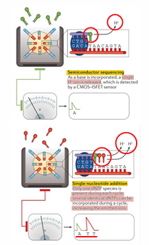 <ol><li><p>Library construction —&gt; emPCR —&gt; DNA immobilized in picowells </p></li><li><p>Sequencing = one - by - one dNTP-flush extension detection the proton released </p></li><li><p>Data Analysis = assemble the reads</p></li></ol><p></p>