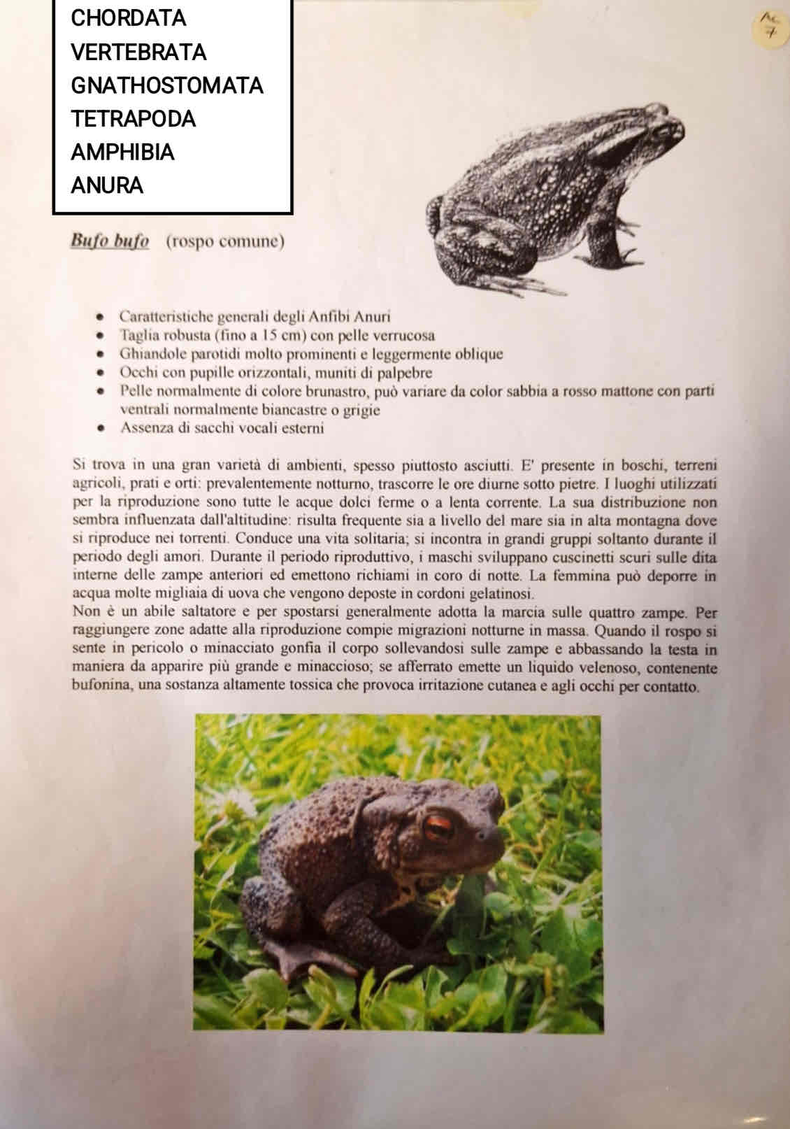 <p>Cordati</p><p>Vertebrati</p><p>Gnatostomi</p><p>Tetrapodi</p><p>Anfibi</p><p>Anuri</p><p>Bufo bufo</p>