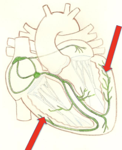 <p>Penetrate into the apex and run into the ventricular walls, these fibers facilitate the bulk of ventricular excitation.</p><p>receives signal from the bundle branches and completes the conduction cycle </p><p>purkinje network is more elaborate in the left chamber </p>