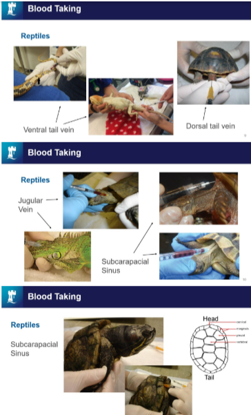 <ul><li><p>ventral tail - ensure caudal to cloaca in snakes</p></li><li><p>dorsal tail vein</p></li><li><p>jugular vein (be careful)</p></li><li><p>subcarapacial sinus (tortoises)</p></li><li><p>intracardiac: only if patient is completely still and heart can be held still (with thumb and index finger)</p></li><li><p>ventral abdominal vein in patients w. very thin skin and pale skin</p></li></ul><p></p>