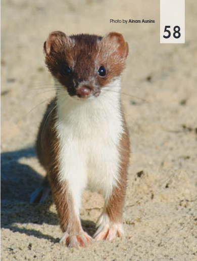 <p><span><span>Mustela nivalis</span></span></p>