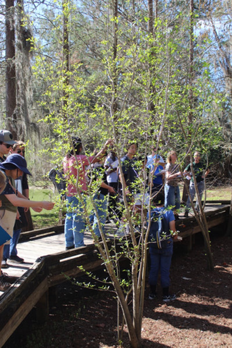<p>what is the name of the tree pictured here?</p>