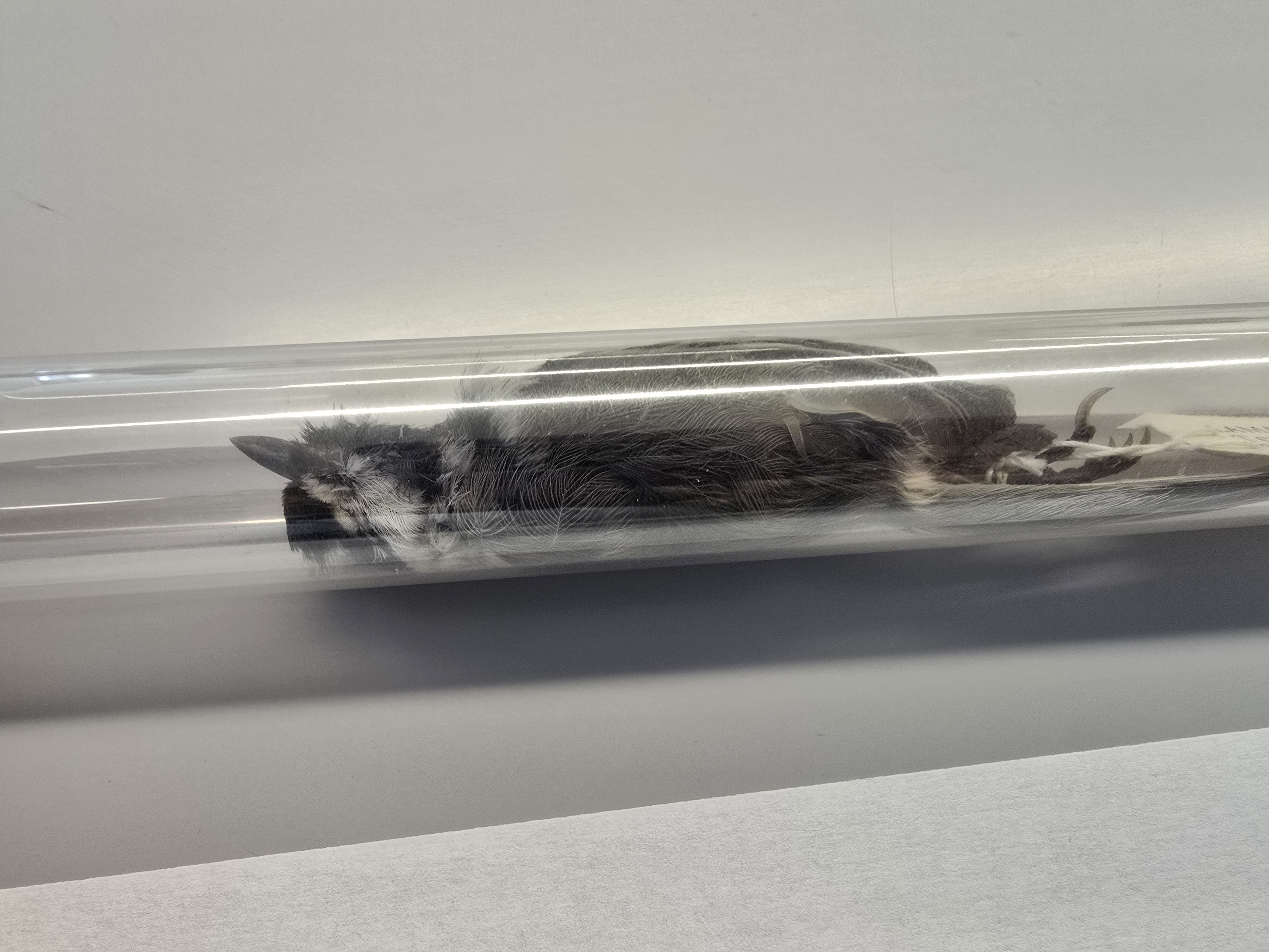 <p><span><span>Poecile carolinensis</span></span></p>