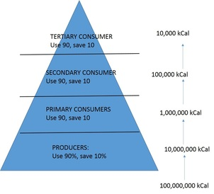 <ul><li><p>shows the flow of energy as it moves through the different trophic levels</p></li></ul><p></p>