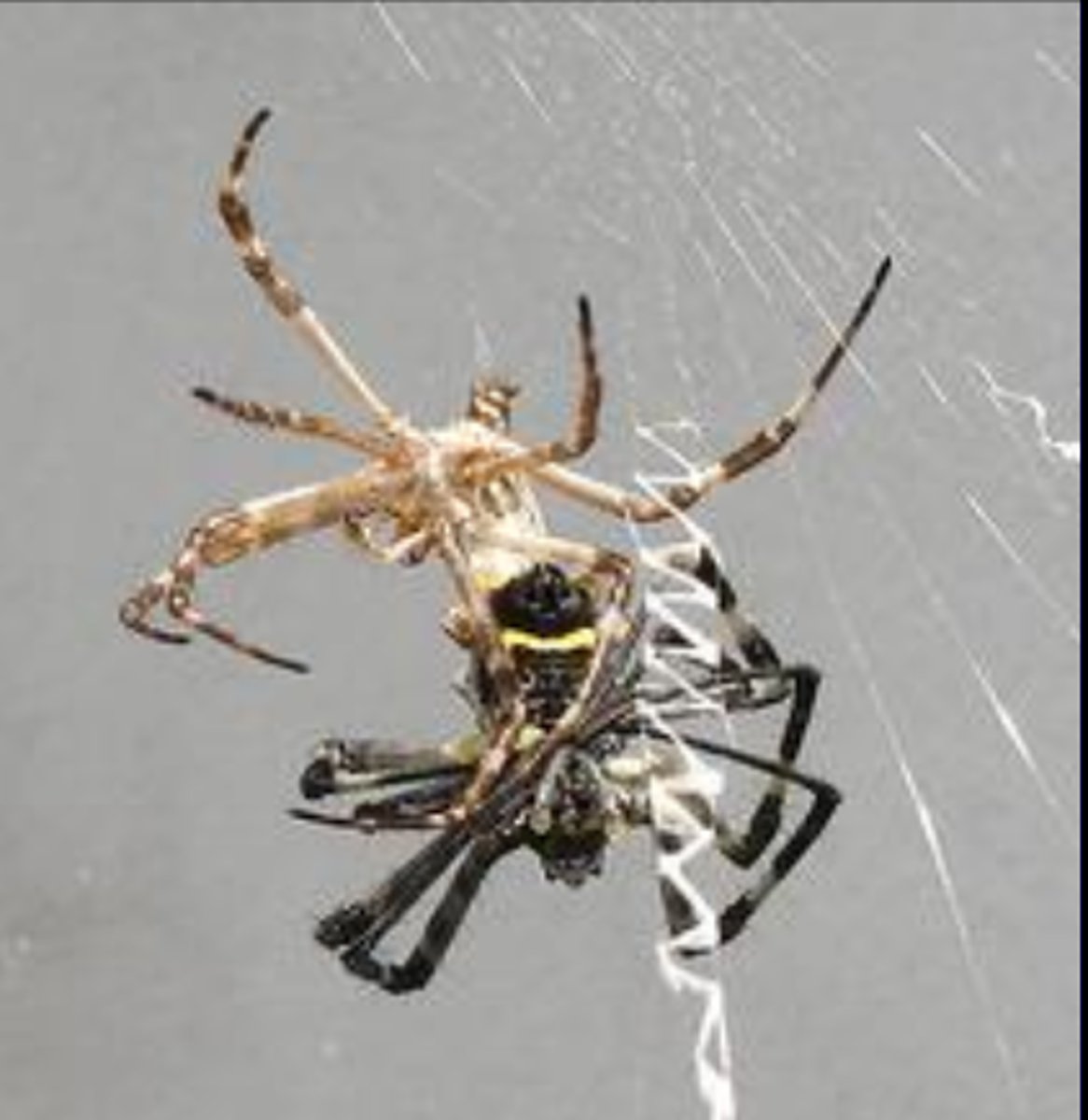 <p>what is this process of changing the exoskeleton called?</p>