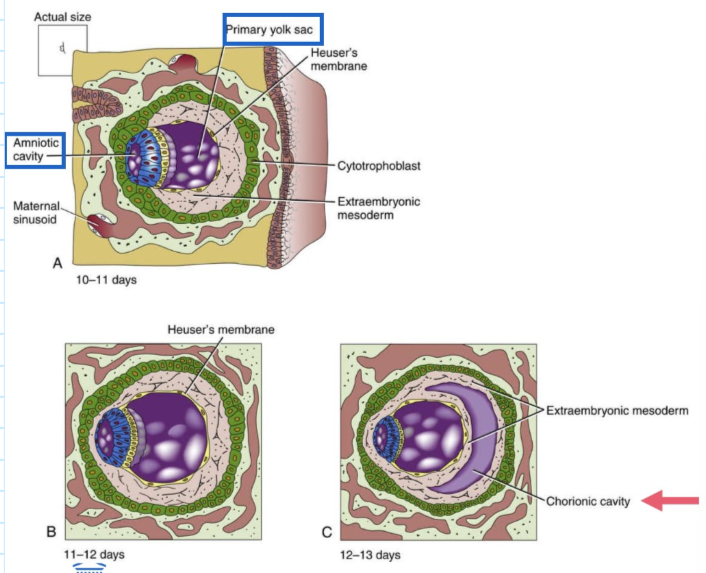 <ul><li><p>tussen dag 10 &amp; 11:</p><ul><li><p>ruimte tussen Heuser’s membraan &amp; cytotrofoblast wordt gevuld met los geassocieerde extra-embryonale mesodermale cellen</p></li><li><p>trofoblastische lacunes verbinden zich met moederlijke haarvaten &amp; raken gevuld met bloed</p></li></ul></li><li><p>tussen dag 11 &amp; 12:</p><ul><li><p>extra-embryonale mesoderm breidt zich uit tussen amnion &amp; cytotrofoblast</p></li></ul></li><li><p>tussen dag 12 &amp; 13:</p><ul><li><p>extra-embryonale mesoderm splitst in 2 lagen:</p><ul><li><p>1 die buitenkant van Heuser’s membraan bedekt</p></li><li><p>1 die binnenkant van cytotrofoblast bekleedt</p></li></ul></li></ul><p>→ ruimte tussen de 2 lagen = chorionholte</p></li></ul><p></p>