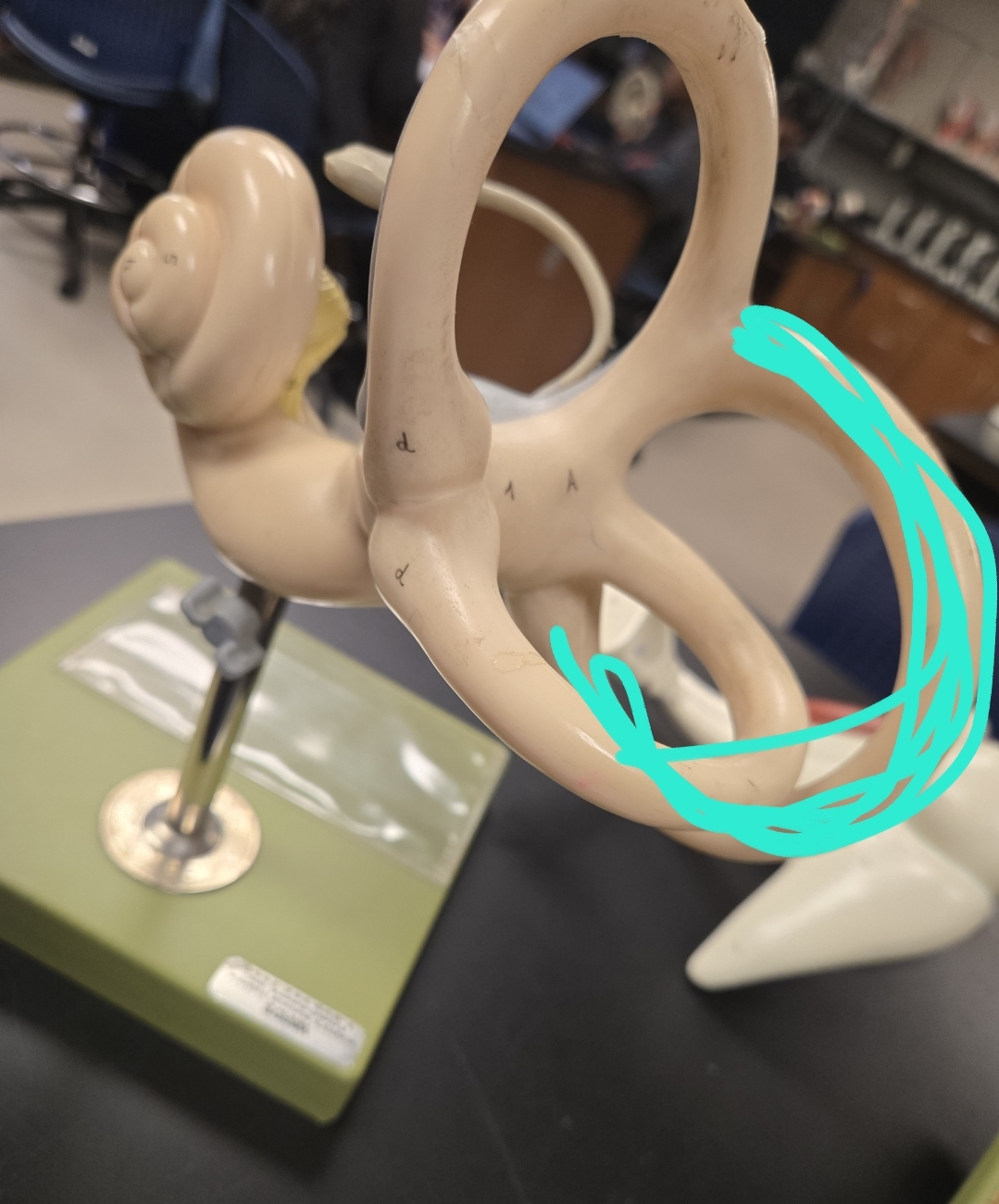 <p>Inner ear </p>