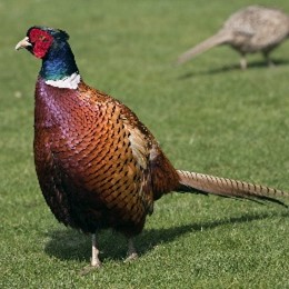 <p>Pheasant</p>