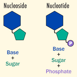 A nucleoside consists of a nitrogenous base covalently attached to a sugar (ribose/deoxyribose) but without a phosphate group 
A nucleotide contains a nitrogenous base, a sugar and one to three phosphate groups.