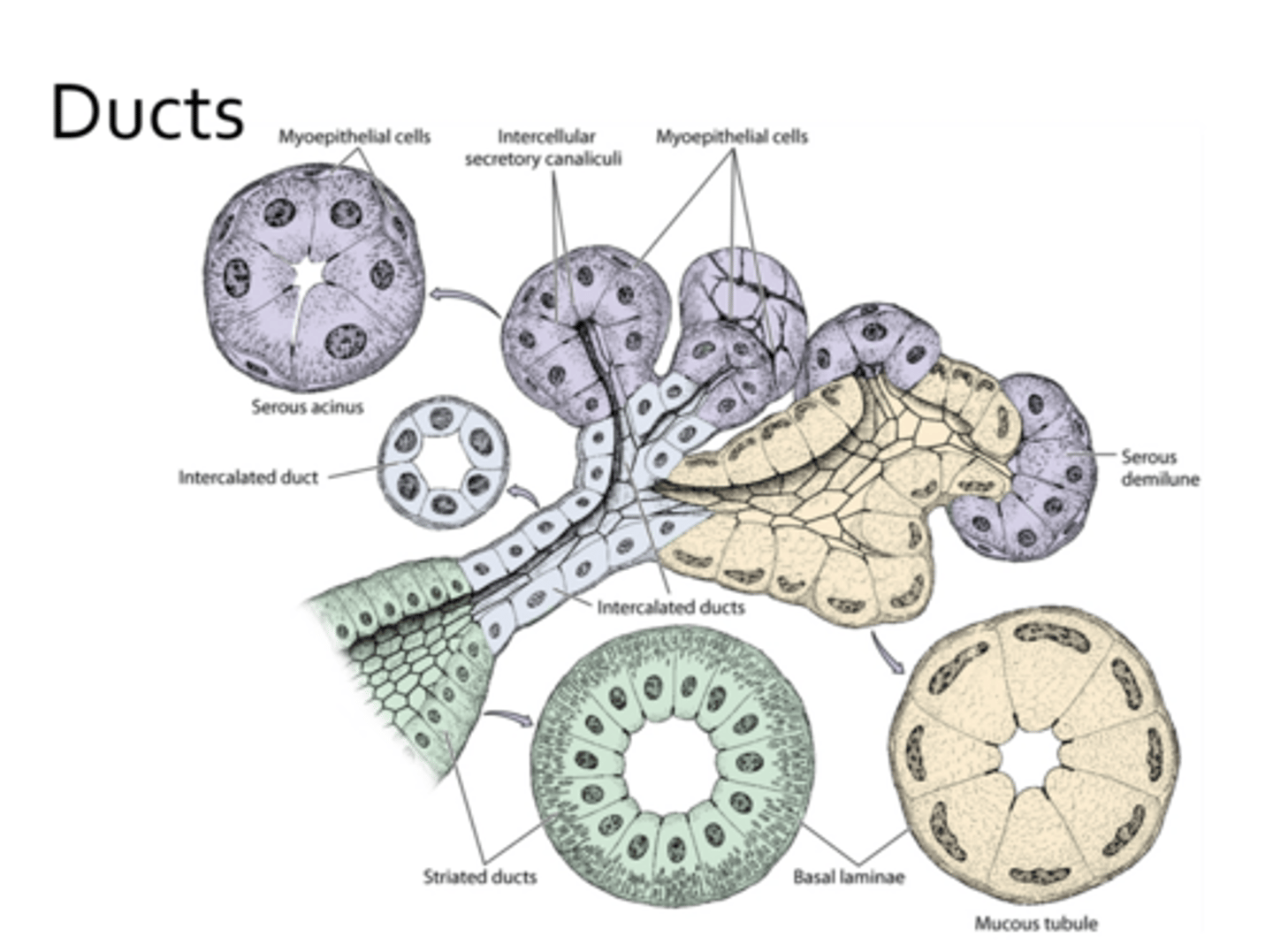 <p>primary</p><p>columnar</p><p>centrally</p><p>capillary</p><p>saliva</p>