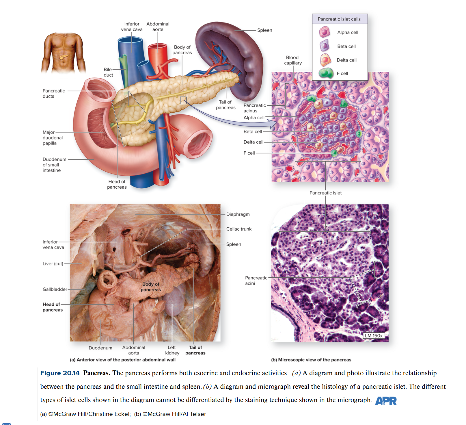 <p>Pancreas</p>