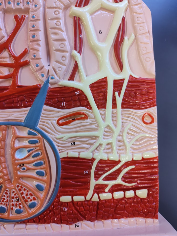 <p>longitudinal muscularis mucosa </p>