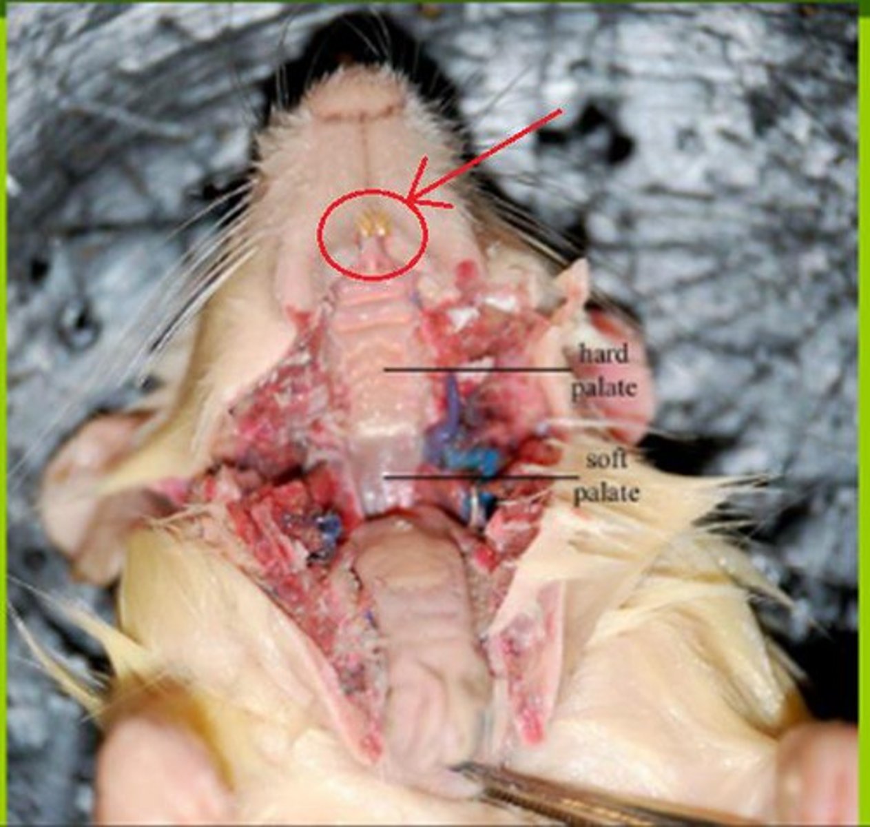 knowt flashcard image