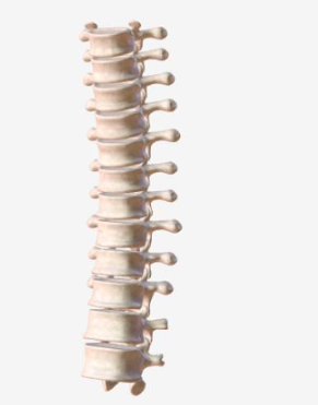 <p>BQ:WHAT IS THIS TYPE OF BONE?-</p><p>-thin layers of spongy bone surrounded by compact bone</p><p>-do not fit any of the other bone types</p><p>*THORACIC VERTEBRAE SHOWN</p>