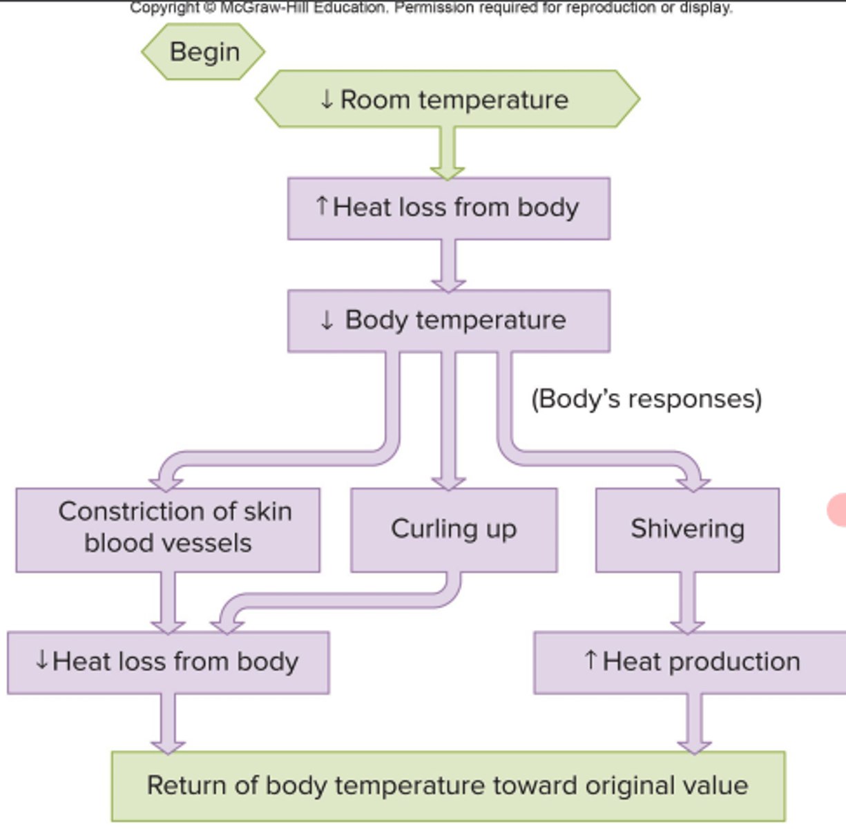 <p>increase or decrease in a variable results in a response that moves the variable in the opposite direction (returns to set point)</p><p>Ex: blood glucose, body temp, water + sodium</p>