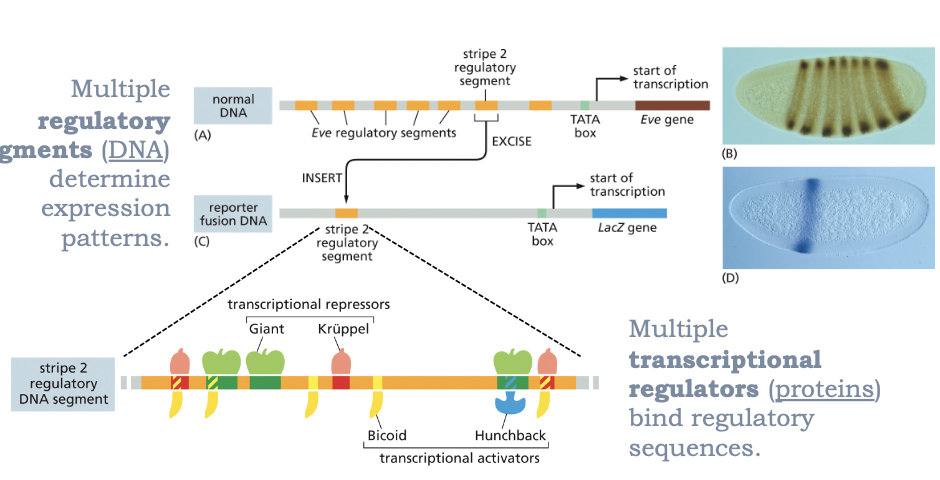 <ul><li><p>MULTIPLE TRANSCRIPTIONAL REGULATORS (PROTEINS) BIND REGULATORY SEQUENCES </p></li><li><p>MULTIPLE REGULATORY SEGMENTS (DNA) DETERMINE EXPRESSION PATTERNS </p></li></ul><p></p>