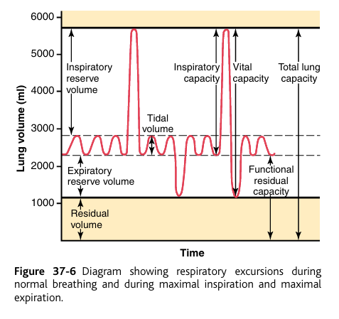 <p>pulmonary capacities: two or more volumes together To the right in Figure 37-6 are listed the important pulmonary capacities, which can be described as follows:</p><p>1. The <em>inspiratory capacity </em>(“The amount the lungs can take in by breathing in”) equals the <strong>tidal volume</strong> <em>plus</em> <strong>the inspiratory reserve volume</strong>. This is the amount of air (about 3500 milliliters) a person can breathe in, beginning at the normal expiratory level and distending the lungs to the maximum amount.</p><p>2. The <em>functional residual capacity </em>(The amount remaining for normal function) equals the <strong>expiratory reserve volume</strong> <em>plus</em> <strong>the residual volume</strong>. This is the <strong>amount of air that remains in the lungs at the end of normal expiration</strong> (about 2300 milliliters).</p><p>3. The<em> vital capacity</em>&nbsp;(“The capacity essential for life”) equals the <strong>inspiratory reserve volume</strong> <em>plu</em>s <strong>the tidal volume</strong> <em>plus </em><strong>expiratory reserve volume</strong>. This is the <strong>maximum amount of air a person can expel from the lungs after first filling the lungs to their maximum extent and then expiring to the maximum extent</strong> (about 4600 milliliters).</p><p><strong>vital capacity</strong> is another way to say the <strong>max amount of air</strong> a person can <strong>inhale</strong> and <strong>exhale after 1 breathe.&nbsp;</strong></p><p>4. The<em> total lung capacity (</em>everything)<em>&nbsp;</em>is the maximum volume to which the lungs can be expanded with the greatest possible effort (about 5800 milliliters); it is equal to the vital capacity plus the residual volume. All pulmonary volumes and capacities are about 20 to 25 percent less in women than in men, and they are greater in large and athletic people than in small and asthenic people.</p>