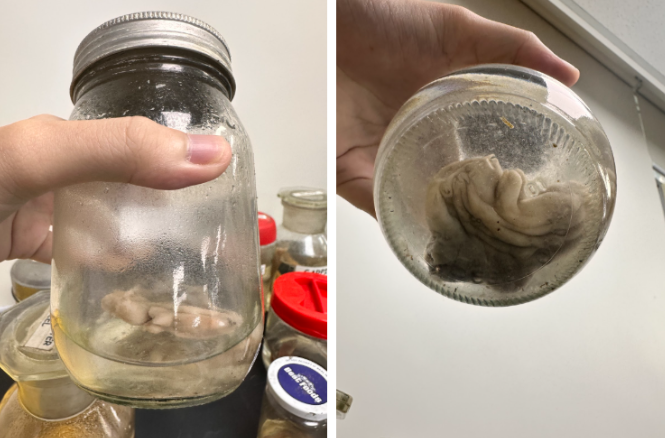 <p>What is the Subphylum of this specimen?</p>