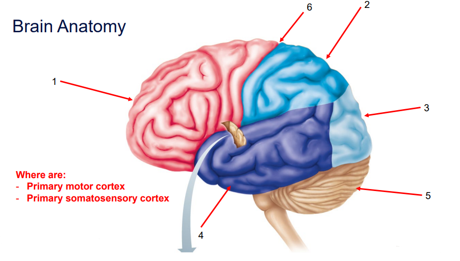 <p>Identify and Describe (Positioning) the Structures of the Brain:</p>