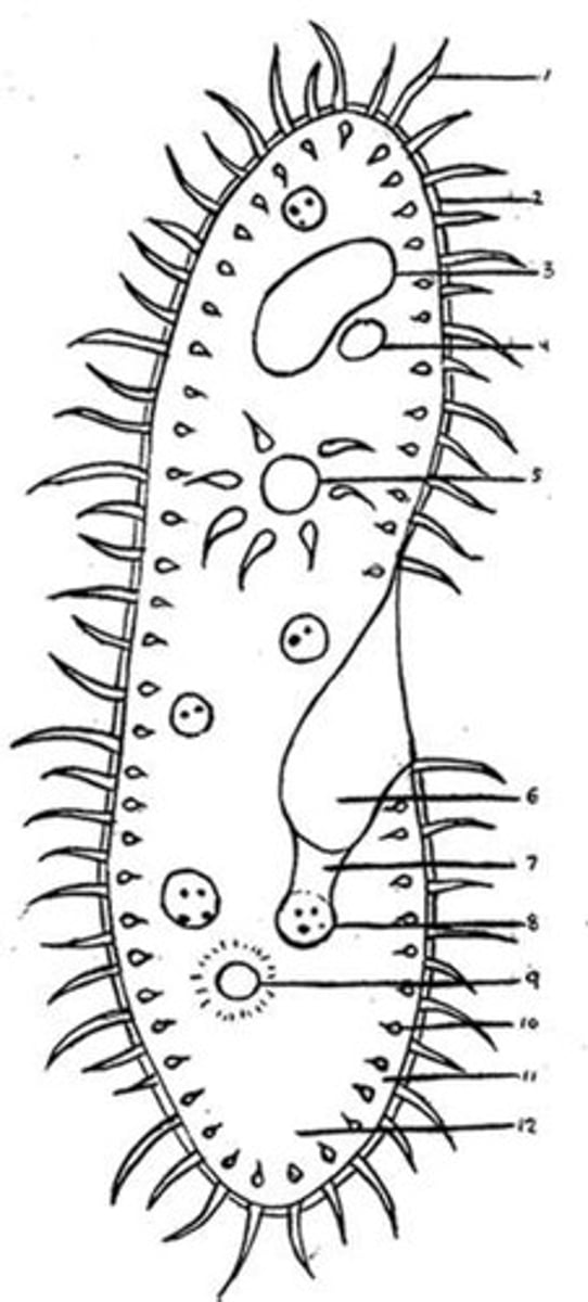 <p>Slender protuberances that project from much larger cells</p>
