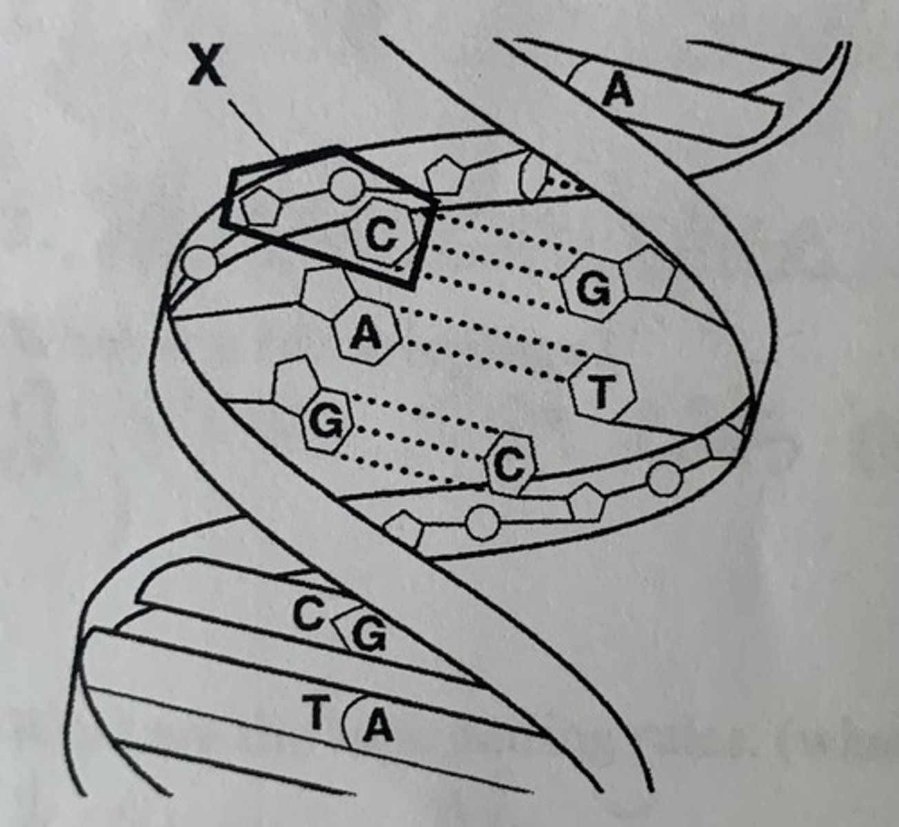 <p>A. DNA molecule</p>