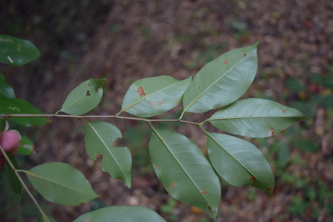 <p>black cherry </p>