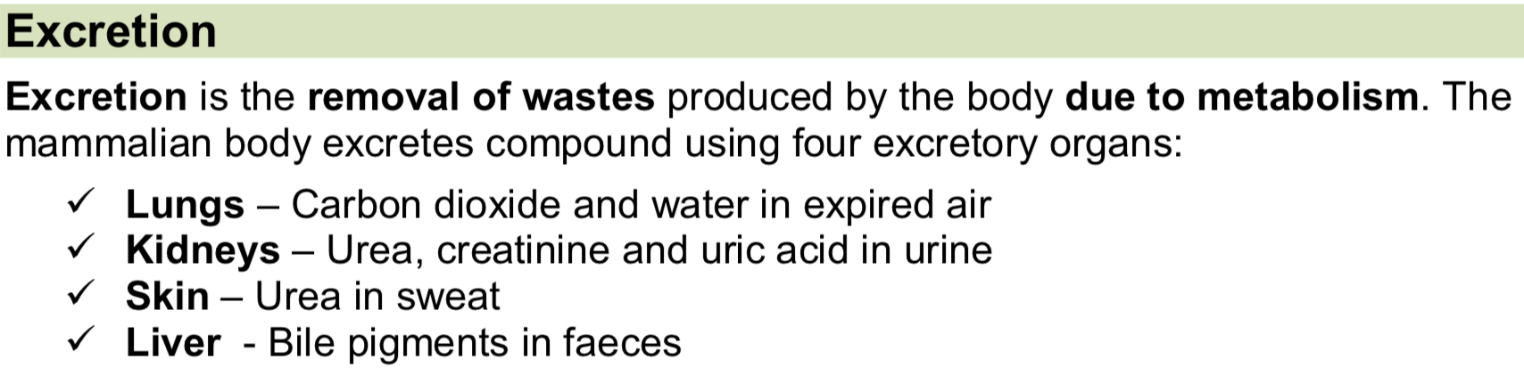 <p>Urea - Excess amino acids are deaminated in the liver; the amino group is removed and converted into ammonia (highly toxic) and then to urea (less toxic). Urea is removed by the kidneys.</p>