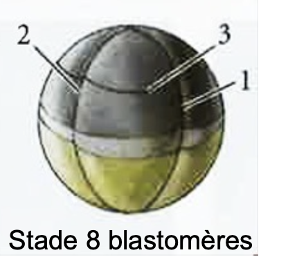 <p>Il coupe horizontalement formant des petits et des gros blastomères</p>