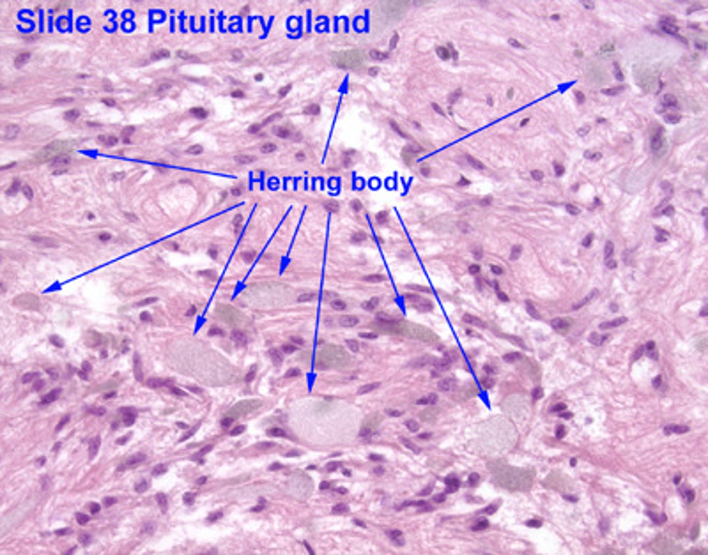 <p>What are neurosecretory (Herring) bodies in the Neuropophysis? </p>