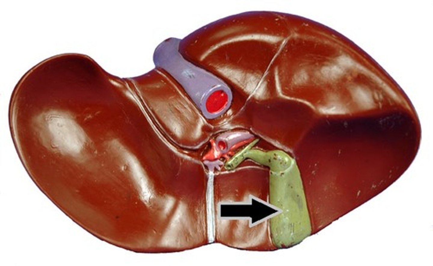 <p>A muscular sac attached to the liver that secretes bile and stores it until needed for digestion</p>