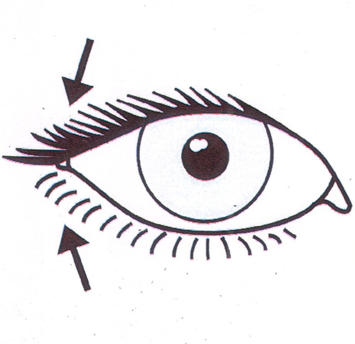 <p>eyelashes</p>