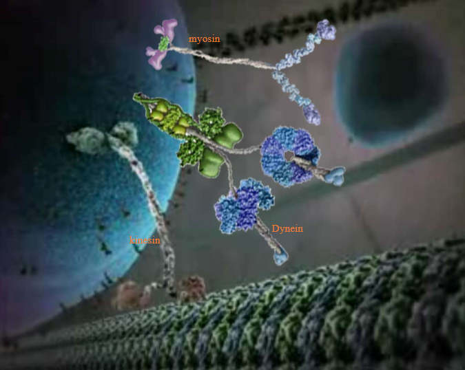 <p>Myosin → for shorter, twisting actin roads that microtubules can’t reach</p><p>Kinesin &amp; Dynein → directional motors for long, straight cell highways</p>