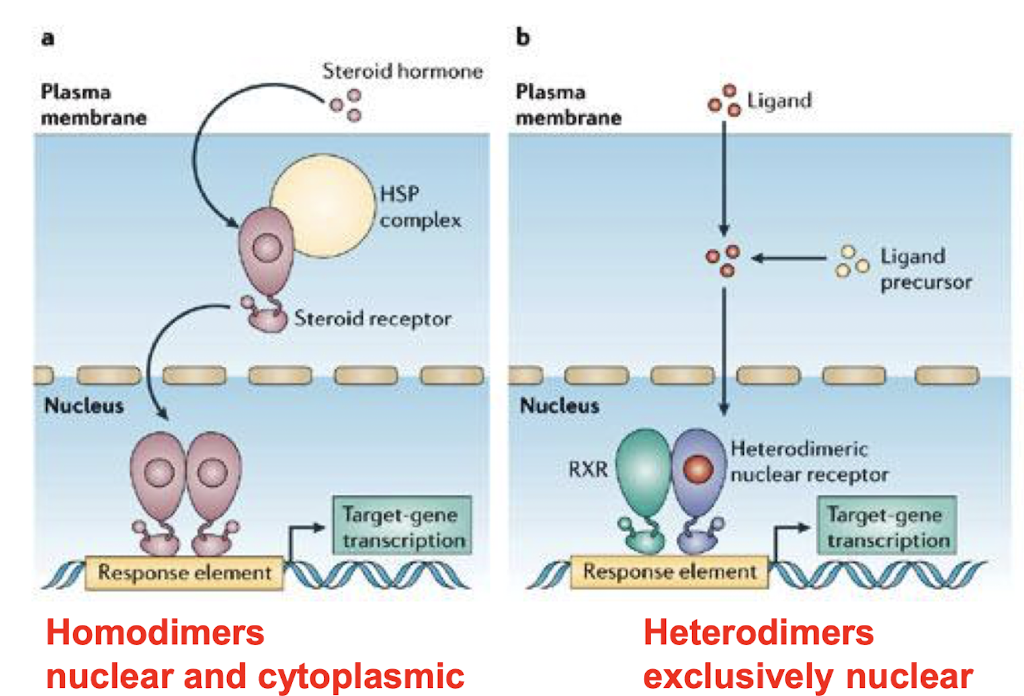 <ul><li><p><strong>Homodimers can be nuclear AND cytoplasmic </strong>e.g. GR <strong>&amp; activity is regulated by controlling transport from cytoplasm → nucleus</strong></p></li></ul><p></p><ul><li><p><strong>Heterodimers are <u>exclusively nuclear</u> Heterodimers, </strong>e.g. RXR-TR, <strong><mark data-color="yellow" style="background-color: yellow; color: inherit;">controlled by absence/ presence of hormone ligand,</mark> which induces a conformational change that facilitates binding to specific DNA regions and gene regulation. </strong></p></li></ul><p></p>